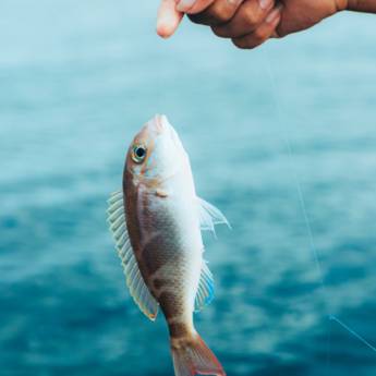 Comprar produto Acessórios de Pesca em Acessórios para Pesca pela empresa Empório Pet & Repet - Loja 1 em Botucatu, SP