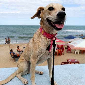 Comprar o produto de Serviço Contra Pulgas e Carrapatos em Cachoeiro de Itapemirim - Proteção Completa para sua Casa e Pets em Dedetizadoras em Cachoeiro de Itapemirim, ES por Solutudo
