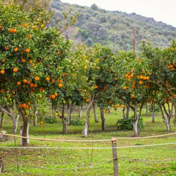 Comprar o produto de Erradicação de laranja  em Terraplanagens em Botucatu, SP por Solutudo