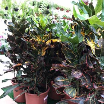 Comprar o produto de Cróton  em Floriculturas pela empresa Botucatu Garden em Botucatu, SP por Solutudo