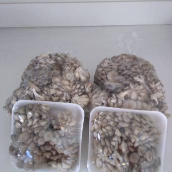 Comprar o produto de Cogumelos Frescos - Sabor natural e qualidade garantida - São Paulo em Alimentação Saudável em São Paulo, SP por Solutudo