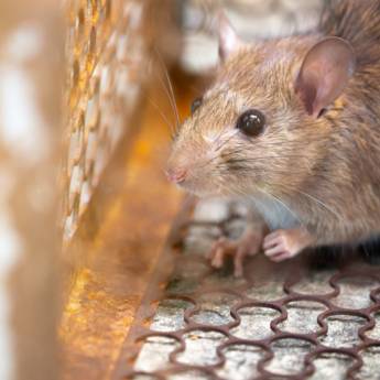 Comprar o produto de Dedetização contra roedores - Desratização em Dedetização em Mineiros, GO por Solutudo