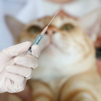 Comprar o produto de Vacinas para pet em Clínicas Veterinárias pela empresa VETPlus em Botucatu, SP por Solutudo