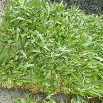 Comprar o produto de Promoção de Grama São Carlos em Grama em Matinhos, PR por Solutudo