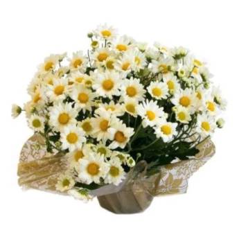 Comprar o produto de Mini Margarida Branca	 em Floriculturas em São Paulo, SP por Solutudo