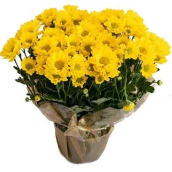 Comprar o produto de Mini Margarida Amarela	 em Floriculturas em São Paulo, SP por Solutudo