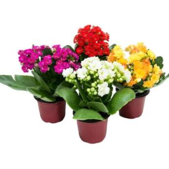 Comprar o produto de Flor-da-Fortuna ou Flor Kalanchoe (Cores variadas)	 em Floriculturas em São Paulo, SP por Solutudo