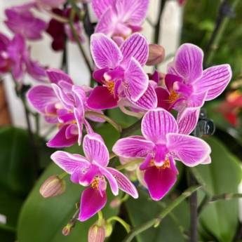Comprar o produto de Orquídeas em Plantas em Mineiros, GO por Solutudo