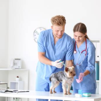Comprar o produto de Medicamentos para Cachorro - Saúde Canina - São Paulo em Pet Shop em São Paulo, SP por Solutudo