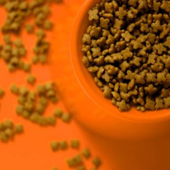 Comprar o produto de Casa de Ração - Nutrição Animal - São Paulo em Pet Shop em São Paulo, SP por Solutudo