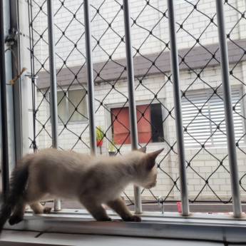 Comprar o produto de Rede de Proteção para Gatos em Redes de Proteção em São Vicente, SP por Solutudo