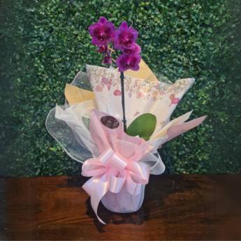 Comprar o produto de Orquídea na embalagem  em Flores em Foz do Iguaçu, PR por Solutudo