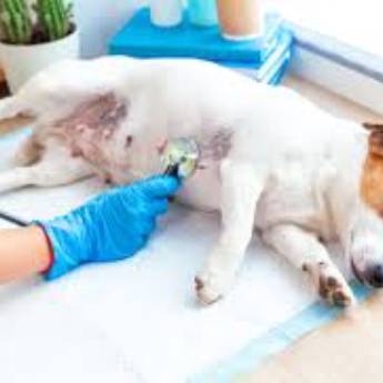 Comprar o produto de Consultas em Veterinário em Aracaju, SE por Solutudo