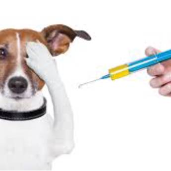 Comprar o produto de Vacinas em Veterinário em Aracaju, SE por Solutudo