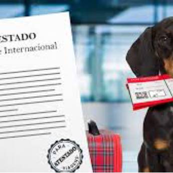 Comprar o produto de Atestados de Viagens em Veterinário em Aracaju, SE por Solutudo