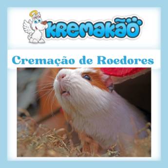Comprar o produto de Onde Cremar Roedores em Itapetininga, Araçoiaba, entre outras.  em Cemitérios e Crematórios de Animais pela empresa Kremakão - Crematório de Pequenos Animais em Itapetininga, SP por Solutudo