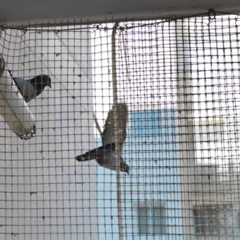 Comprar o produto de Telas de Contra Pombos: Proteção e Tranquilidade em São Paulo em Redes de Proteção e Contra Mosquitos em São Paulo, SP por Solutudo