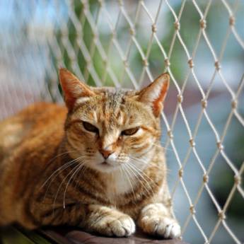 Comprar o produto de Rede de Proteção em Diadema: Segurança e Tranquilidade para sua Família em Redes de Proteção e Contra Mosquitos em São Paulo, SP por Solutudo