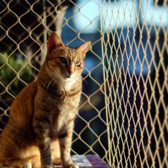 Comprar o produto de Instalação de Rede de Proteção em Mauá: Segurança Residencial Garantida em Redes de Proteção e Contra Mosquitos em São Paulo, SP por Solutudo