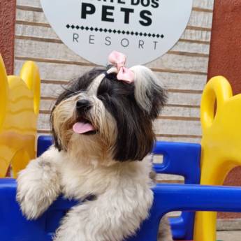 Comprar o produto de Hotel Pet - Conforto e Segurança para Seu Pet em Praia Grande em Hotel e Canil em Praia Grande, SP por Solutudo