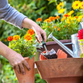 Comprar o produto de Manutenção de Jardins: Preservando a Beleza do Seu Espaço Verde em Cesário Lange em Jardinagem em Cesário Lange, SP por Solutudo