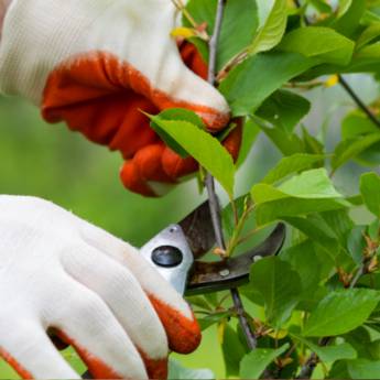 Comprar o produto de Especialistas em Poda de Árvores em Cesário Lange em Jardinagem em Cesário Lange, SP por Solutudo