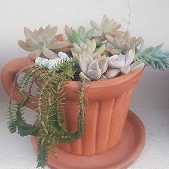 Comprar o produto de Monte Seu Próprio Terrário em Plantas em Americana, SP por Solutudo