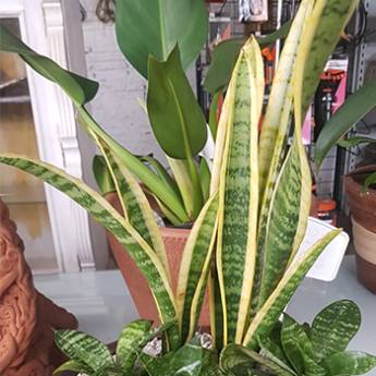 Comprar o produto de Espada de São Jorge em Plantas em Americana, SP por Solutudo