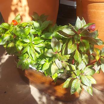 Comprar o produto de Beijo-pintado ou Nova Guiné em Plantas em Americana, SP por Solutudo