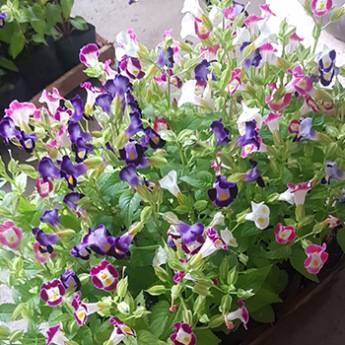 Comprar o produto de Amor-Perfeito-de-Verão ou Torênia em Plantas em Americana, SP por Solutudo