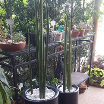 Comprar o produto de Espada-de-São-Jorge-cilíndrica ou Lança-de-São-Jorge em Plantas em Americana, SP por Solutudo