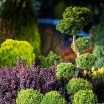 Comprar o produto de Plantas Ornamentais de Alta Qualidade em Águas de Santa Bárbara em Paisagismo em Iaras, SP por Solutudo Comprar o produto de Plantas Ornamentais de Alta Qualidade em Águas de Santa Bárbara em Paisagismo em Iaras, SP por Solutudo