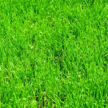 Comprar o produto de Grama Esmeralda de Alta Qualidade em Águas de Santa Bárbara em Paisagismo em Iaras, SP por Solutudo Comprar o produto de Grama Esmeralda de Alta Qualidade em Águas de Santa Bárbara em Paisagismo em Iaras, SP por Solutudo