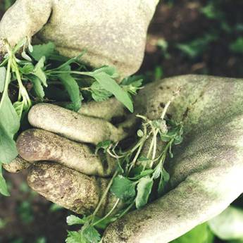 Comprar o produto de Controle de ervas daninhas  em Jardinagem e Paisagismo em Botucatu, SP por Solutudo Comprar o produto de Controle de ervas daninhas  em Jardinagem e Paisagismo em Botucatu, SP por Solutudo