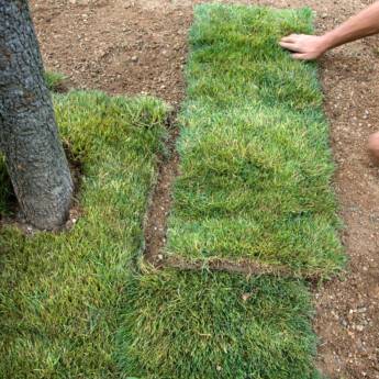 Comprar o produto de Flora Bonfim - Distribuidor de Grama Itograss em Senhor do Bonfim/BA em Jardinagem em Senhor do Bonfim, BA por Solutudo