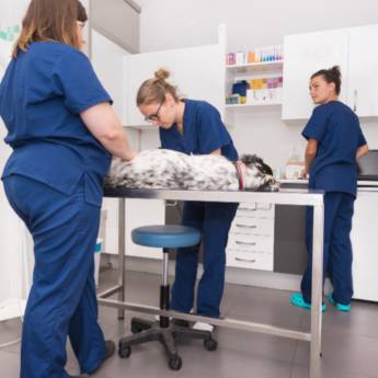 Comprar o produto de Laboratório Veterinário - Diagnóstico Completo para a Saúde do Seu Pet em Assis, SP em Clínicas Veterinárias em Assis, SP por Solutudo