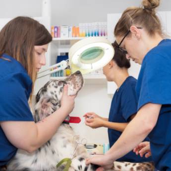 Comprar o produto de Farmácia Veterinária - Tudo o que Seu Pet Precisa em Assis, SP em Clínicas Veterinárias em Assis, SP por Solutudo