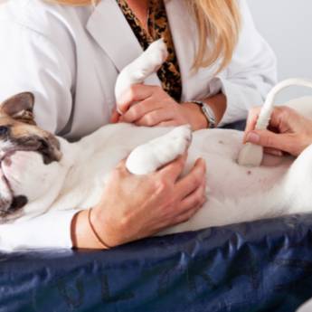 Comprar o produto de Ultrassonografia Veterinária - Diagnóstico Avançado para a Saúde do Seu Pet em Assis, SP em Clínicas Veterinárias em Assis, SP por Solutudo