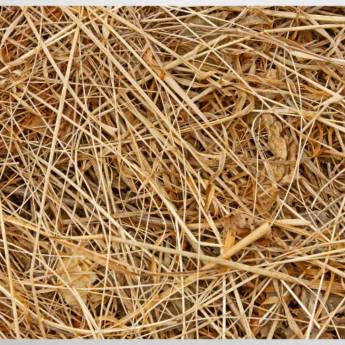 Comprar o produto de Feno de Tifton e Feno de Alfafa: Qualidade e Nutrição Garantidas - Pronta Entrega em Avaré em Produtos Agropecuários em Avaré, SP por Solutudo