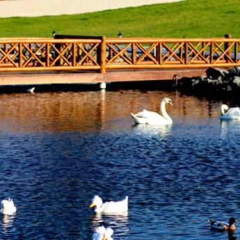 Comprar o produto de Pergolado, Quiosque, Cerca, Parque Infantil, Curral e Escora para Plantação: Soluções de Madeira Tratada para Diversas Necessidades em Maceió, AL em Madeireiras em Maceió, AL por Solutudo