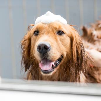 Comprar o produto de Banho em Cachorro - Cuidados Essenciais para Seu Pet em Lençóis Paulista/SP em Pet Shop pela empresa Banho e Tosa Estilo Dog em Lençóis Paulista, SP por Solutudo