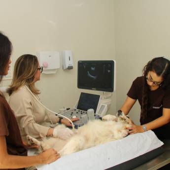 Comprar o produto de Ultrassonografia Especializada para Pets – Diagnóstico Veterinário Avançado em Avaré em Laboratórios Clínicos Veterinários em Avaré, SP por Solutudo
