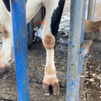 Comprar o produto de Curso de Casqueamento em Bovinos - Saúde e Bem-Estar Animal - Avaré em Treinamentos pela empresa TreinaPró em Avaré, SP por Solutudo