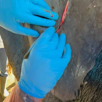 Comprar o produto de Curso de Cirurgia de Bovinos - Aperfeiçoamento em Procedimentos Cirúrgicos - Avaré em Treinamentos pela empresa TreinaPró em Avaré, SP por Solutudo