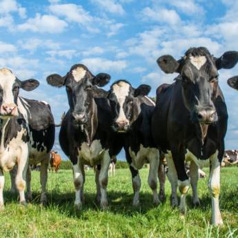 Comprar o produto de Curso de Andrologia e Criopreservação de Sêmen Bovino - Avaré em Treinamentos pela empresa TreinaPró em Avaré, SP por Solutudo