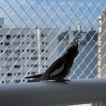 Comprar o produto de Rede de Proteção para Pássaros - Proteção Eficaz em Praia Grande/SP em Redes de Proteção e Contra Mosquitos em Praia Grande, SP por Solutudo