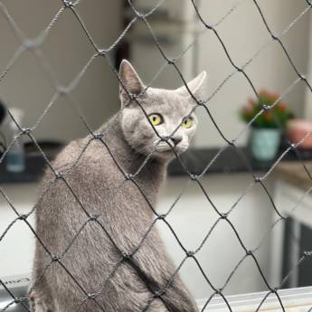 Comprar o produto de Rede de Proteção para Gatos - Segurança e Conforto em Praia Grande/SP em Redes de Proteção e Contra Mosquitos em Praia Grande, SP por Solutudo