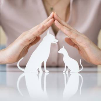 Comprar o produto de Seguro PetLove – Plano Médico para Cães e Gatos em Valinhos/SP em Corretoras de Seguros em Valinhos, SP por Solutudo