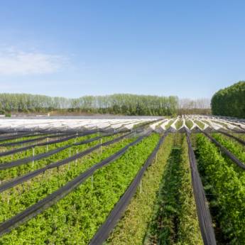 Comprar o produto de Substratos para Jardinagem Sustentável em Avaré/SP – Cultivo Ecológico e de Alta Qualidade em Produtos Agrícolas em Avaré, SP por Solutudo