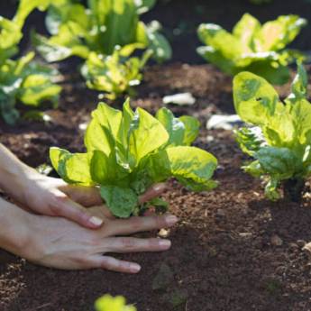Comprar o produto de Horta Agroecológica - Alimentos Saudáveis e Sustentáveis em Santa Cruz do Sul, RS em Jardinagem e Paisagismo em Santa Cruz do Sul, RS por Solutudo